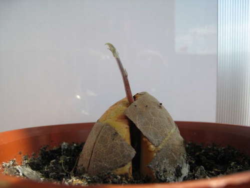 Авокадо из косточки